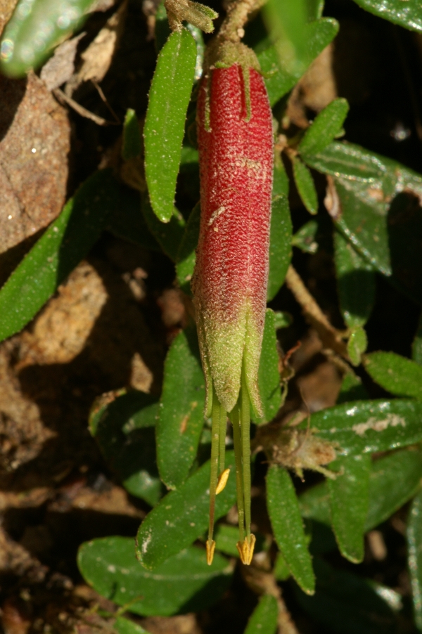 Correa decumbens